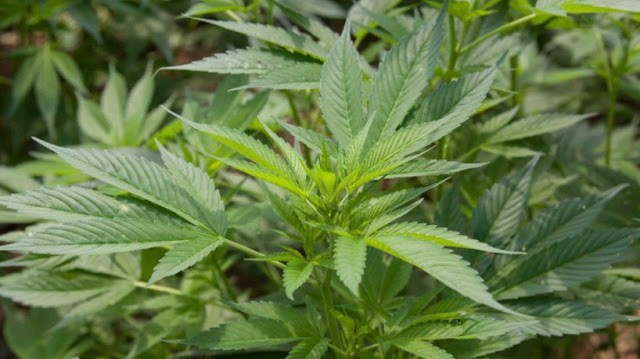 Noiva e responsável por buffet são presas após servirem comida com maconha