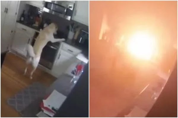 Cachorro incendeia casa após conseguir ligar as chamas do fogão