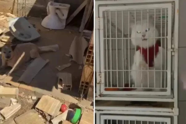 Foto: Divulgação/Polícia Civil