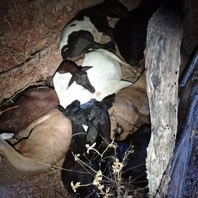 Foto: Divulgação/PM