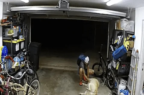 Homem interrompe furto para fazer carinho em cachorro