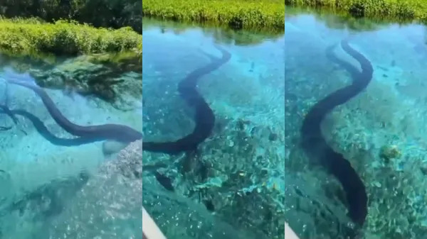 Sucuri gigante surpreende turistas durante passeio de barco