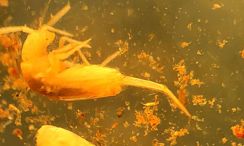 Acervo IDEFLOR-Bio/PAT Xingu