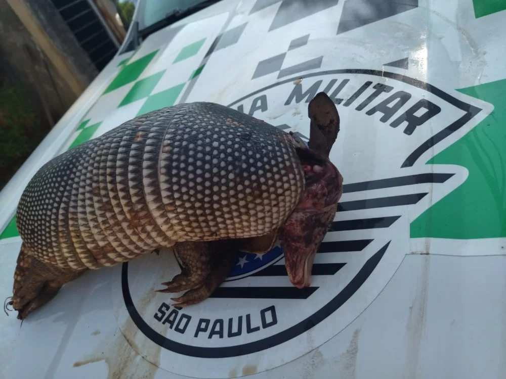 Caçador é penalizado por abater tatu-galinha em propriedade rural