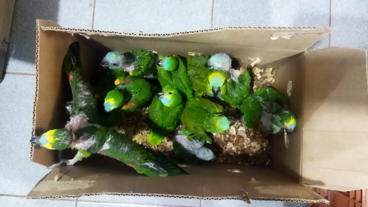 Divulgação/Polícia Militar Ambiental