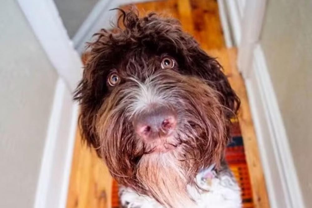 Cão come R$ 20 mil e donos tentam recuperar valor nas fezes do animal
