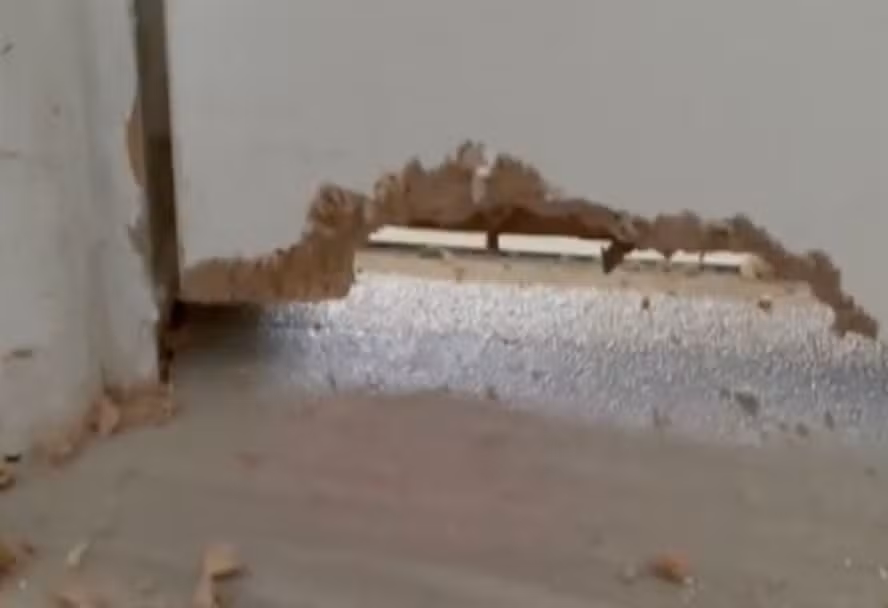Ratazana devora parte de porta de casa e entra em quarto onde bebê de 2 meses dormia