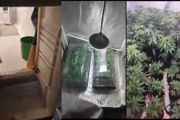 Plantação de maconha descoberta dentro de geladeira