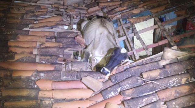 Vaca cai no telhado de casa no Ceará e é resgatada por bombeiros