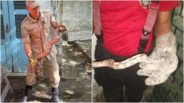 Nove jiboias são resgatadas pelos bombeiros durante o fim de semana chuvoso no Ceará