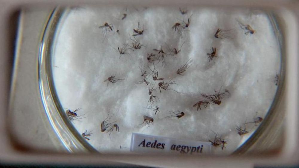 Ceará ainda aguarda fábrica de ‘mosquitos do bem’ contra transmissor da dengue e outras doenças