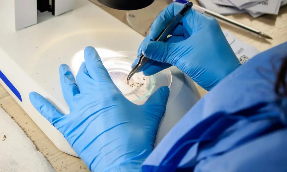 Flávio Carvalho/WMP Brasil/Fiocruz