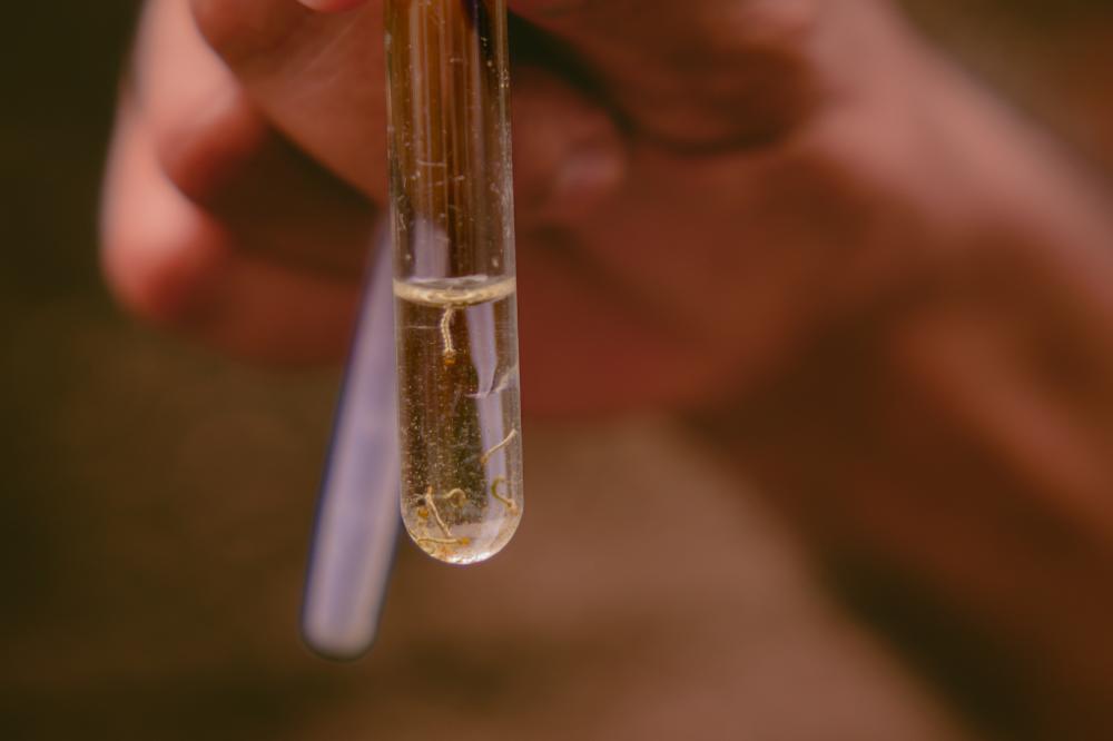 Foto: Daniel Calvet/SMS