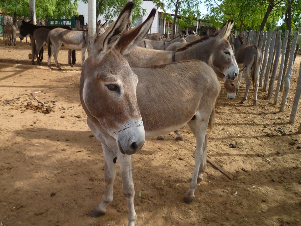 Abate de jumentos para produção de remédio chinês gera alerta e risco de extinção do animal