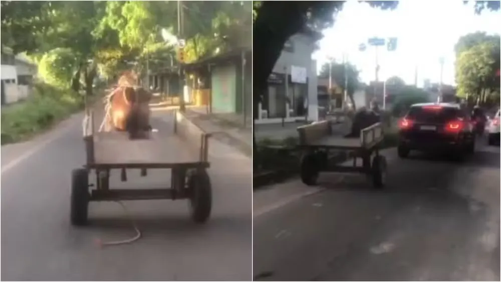Cavalo desgovernado preso a carroça bate em carro no Ceará