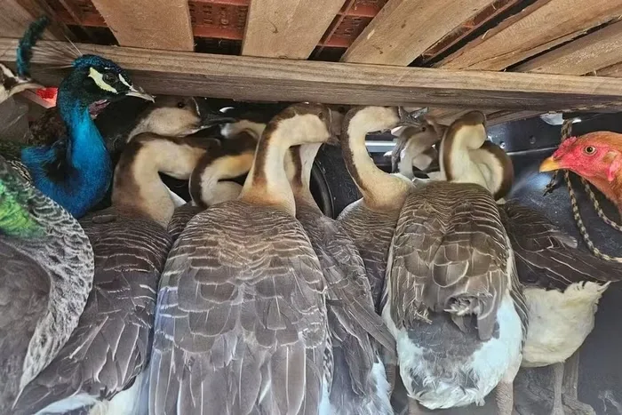 Homem leva multa de R$ 200 mil por maus-tratos contra aves