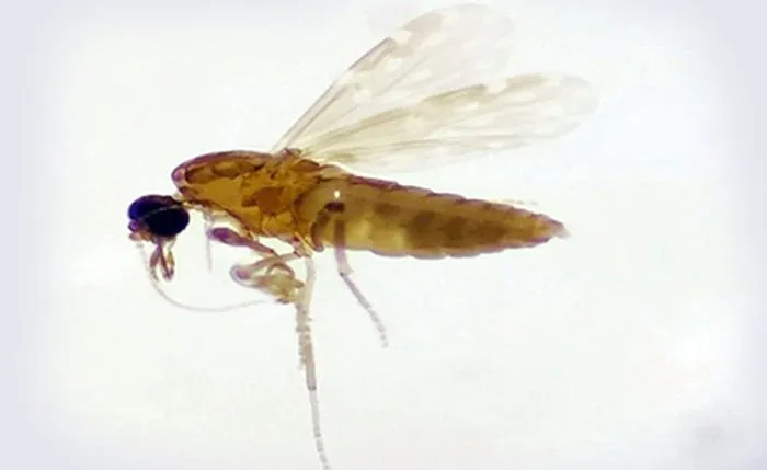 Foto: Reprodução / Mosquito maruim transmissor da febre Oropouche