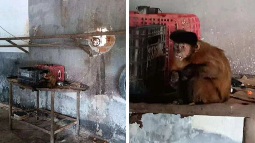 Juiz manda Ibama devolver macaco-prego a homem acusado de maltratar o animal