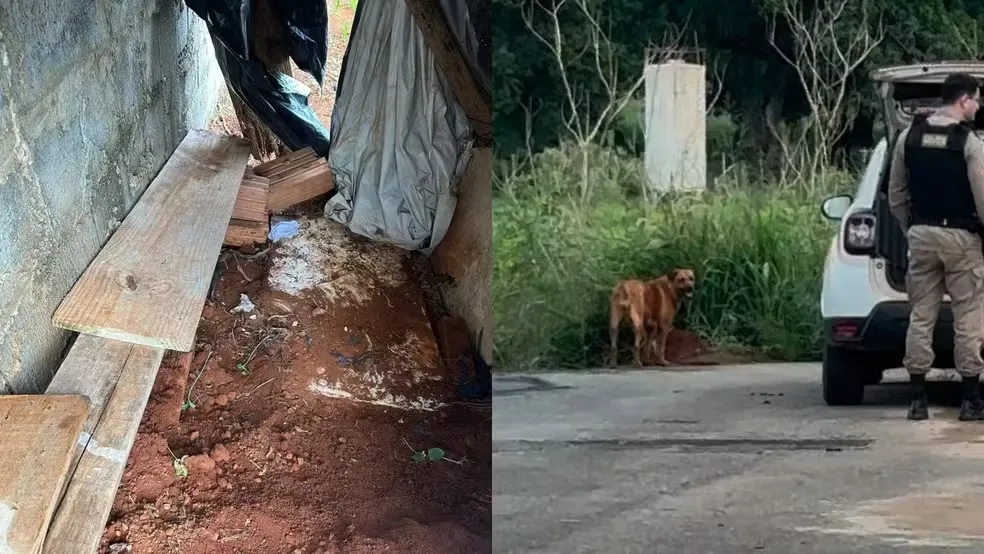 Idoso é preso por abuso sexual contra cadela em milharal