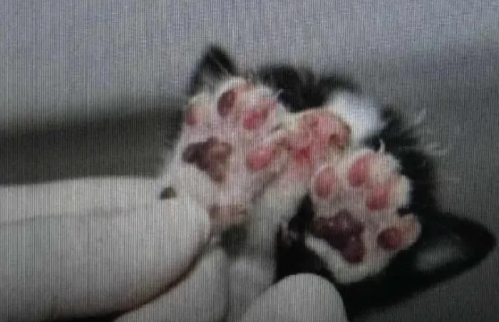 Reprodução/Policia Civil