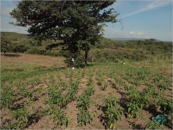 Boletos do Garantia Safra começam a ser entregues nesta semana em Santa Quitéria