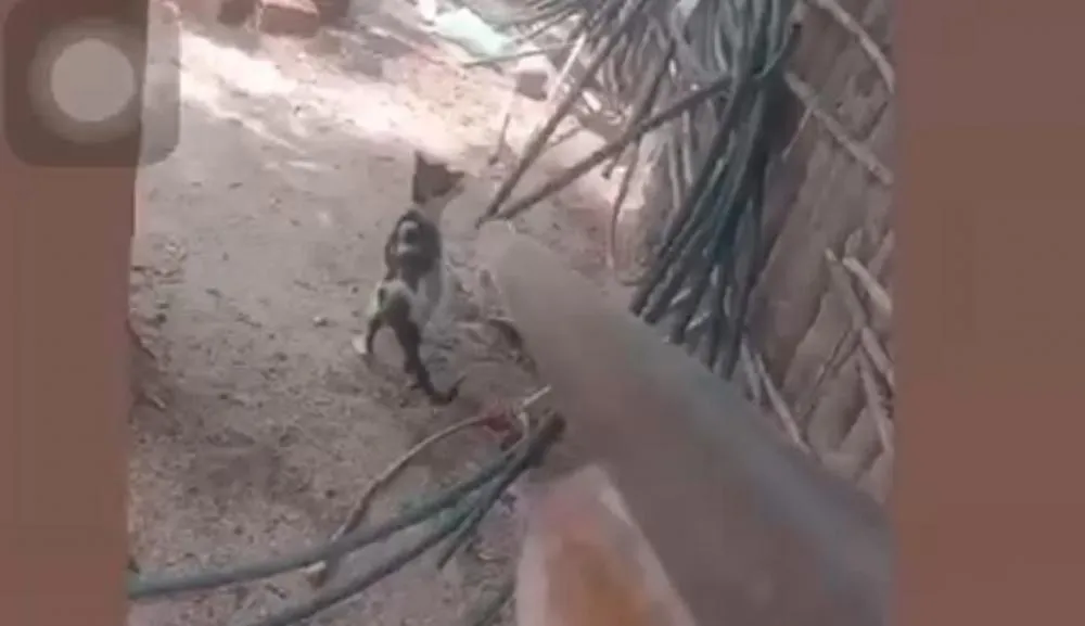 Homem mata gato a tiros, filma o ato e publica nas redes sociais, no interior de Santa Quitéria