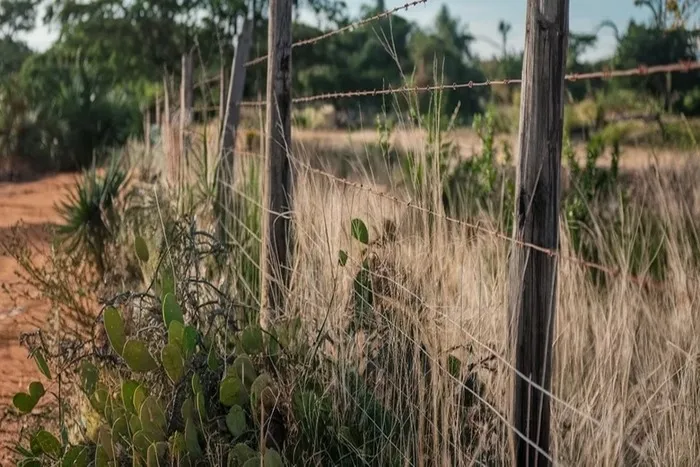 Reprodução / Portal t5