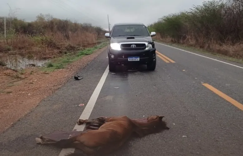 Animais soltos nas rodovias do Ceará elevam o número de acidentes de trânsito