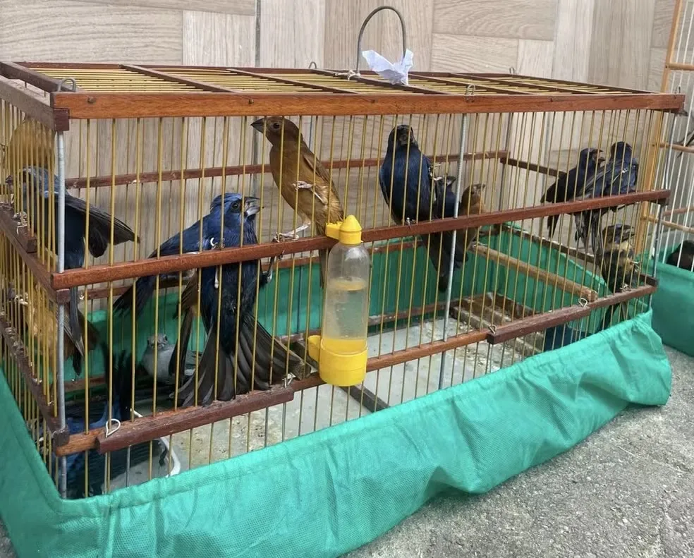 Homem é detido por manter 79 pássaros silvestres em cativeiro
