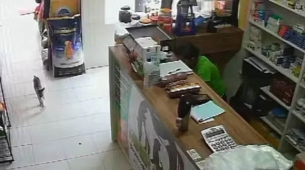 Reprodução