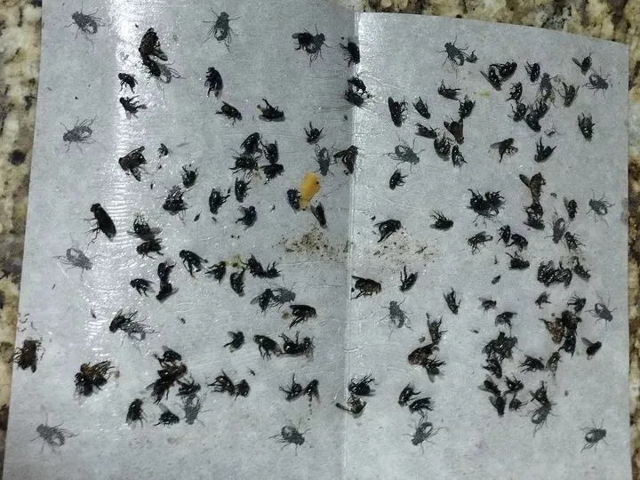 Hospital registra crescimento nos casos de Virose da mosca em Santa Quitéria