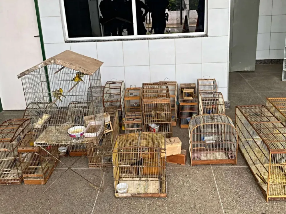 Polícia Militar apreende mais de 70 pássaros silvestres mantidos em cativeiro, no Ceará