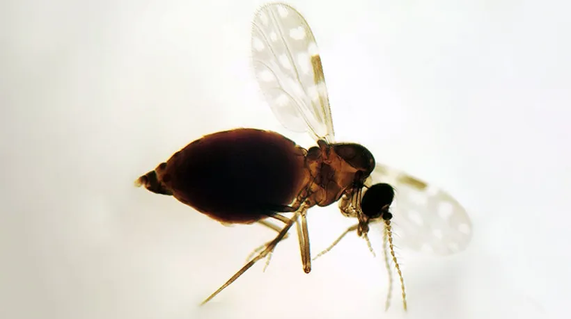 Coleção de Ceratopogonidae do IOC/Fiocruz