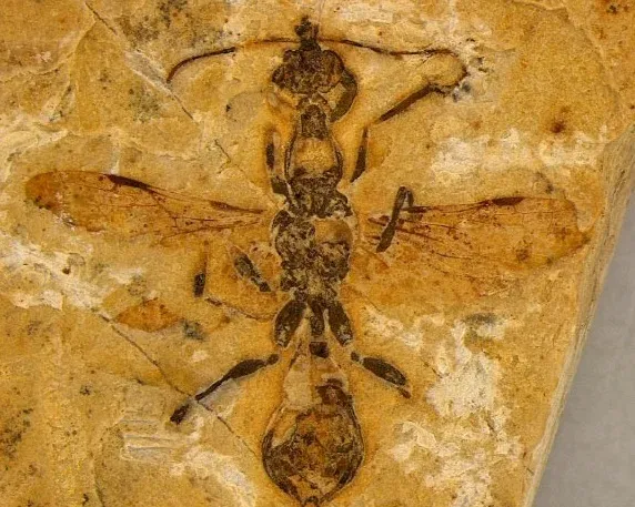 Fóssil da formiga mais antiga do mundo é encontrado na região do Cariri, no Ceará