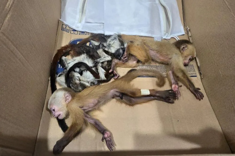 Foto: Reprodução / Cornare 