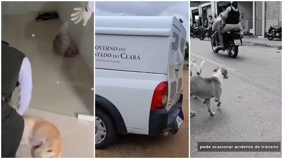 Foto: Reprodução