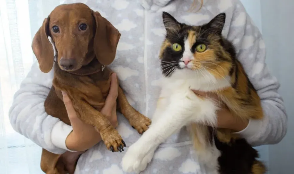 Governo aprova lei que torna crime tatuar e colocar piercings em cães e gatos
