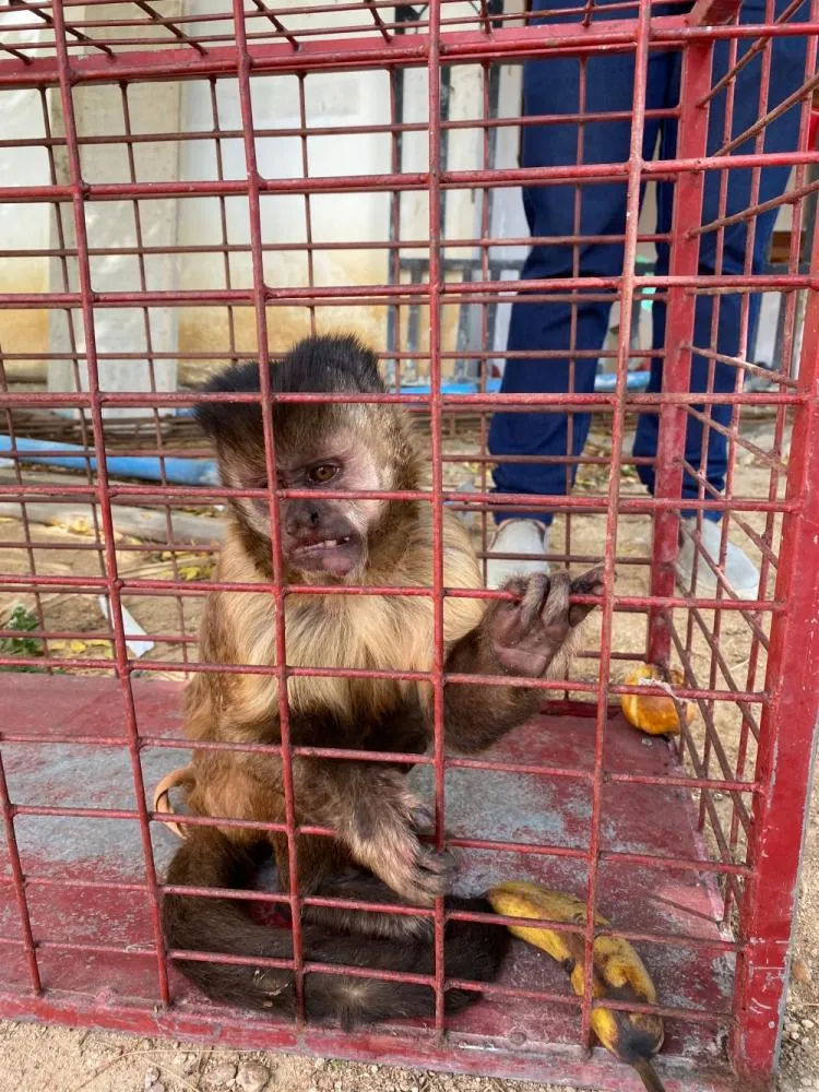 Após algumas travessuras, macaco Chico é resgatado em Santa Quitéria pelos bombeiros e levado para Ipueiras