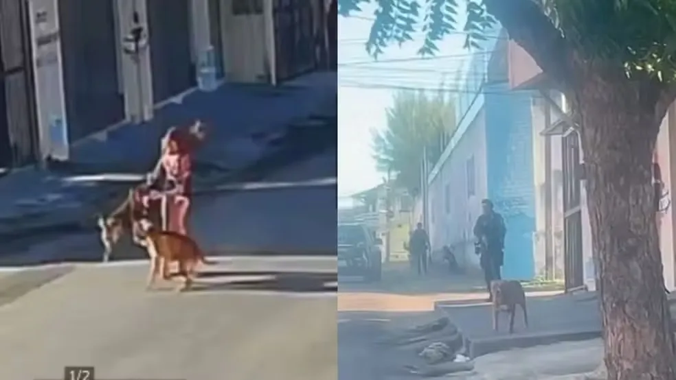 Policial militar atira em pitbull que atacou outro cão e tutora no Ceará