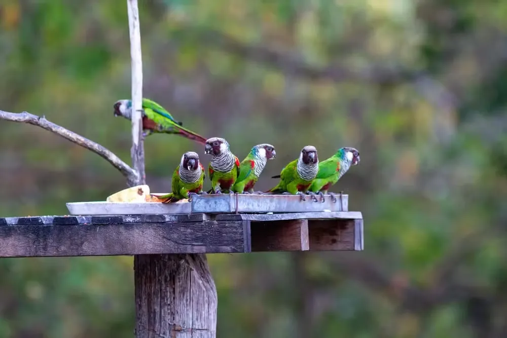 Foto: Jonas Cruz/Aquasis/Reprodução