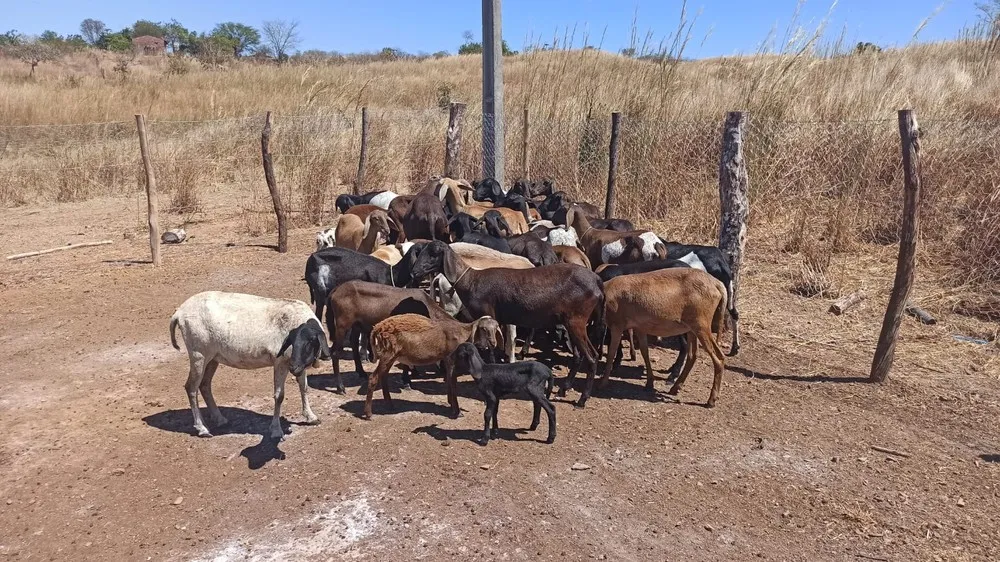 Foto: Adagri/Reprodução