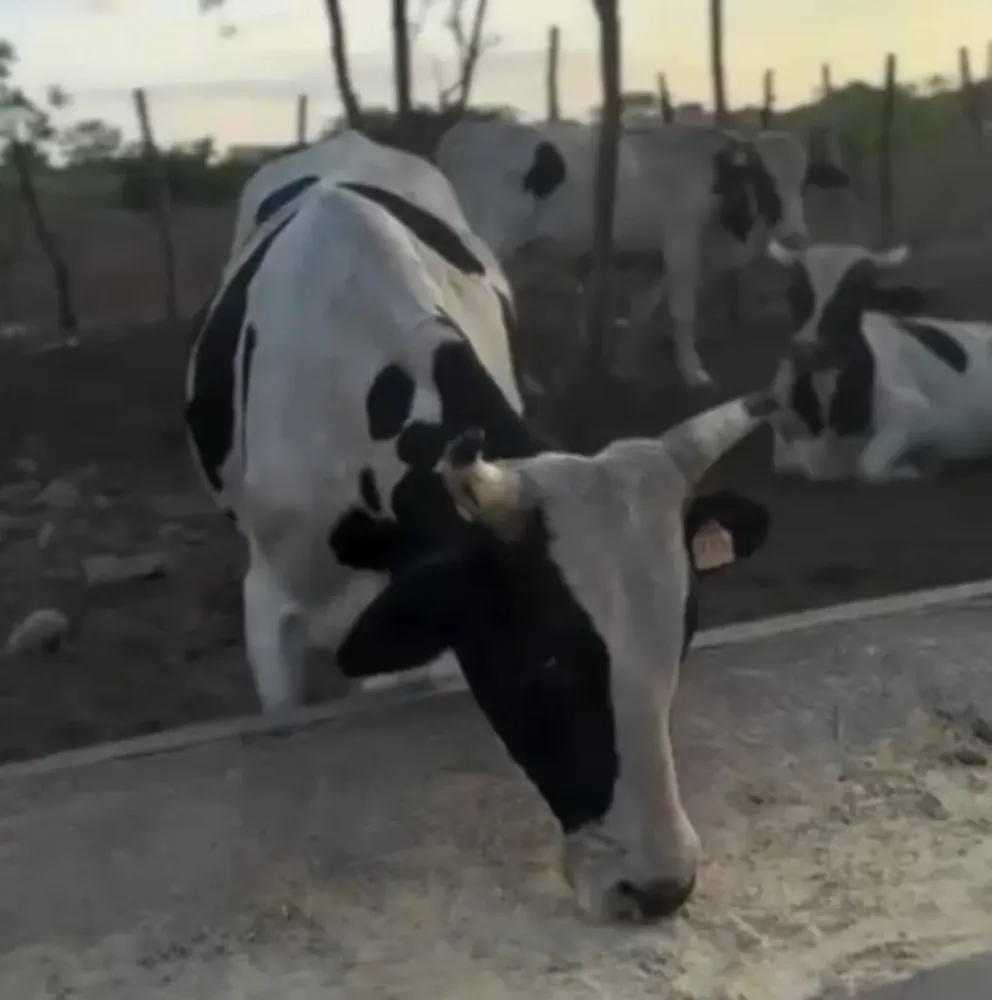 Foto: Reprodução / PCCE