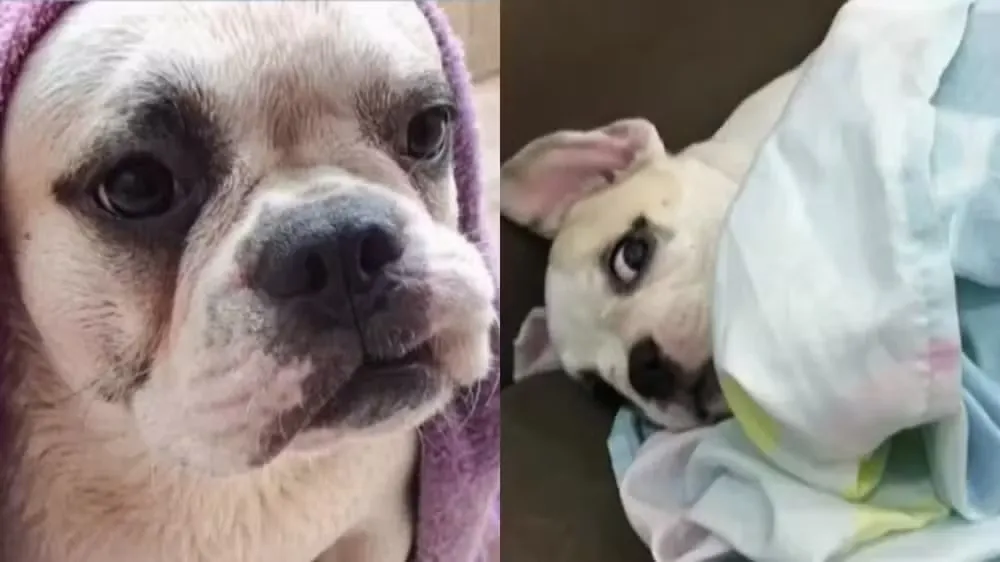  Foto: Reprodução/TV Verdes Mares