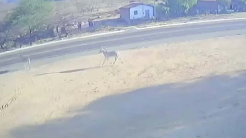 Foto: TV Verdes Mares/Reprodução