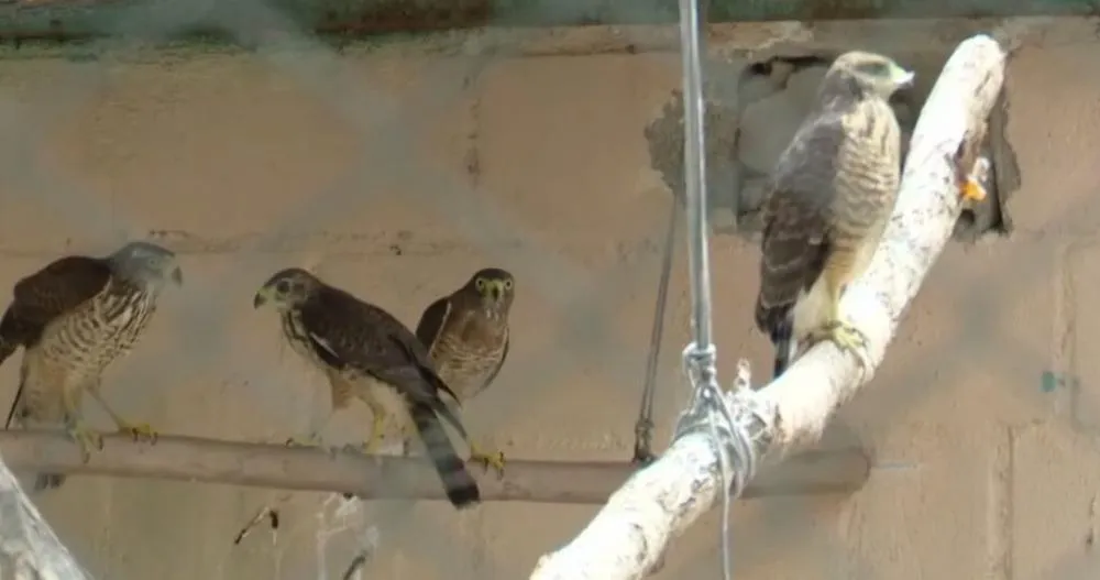 Foto: Reprodução / TV Cidade Fortaleza