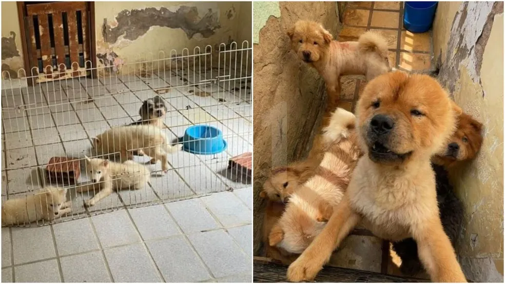 Foto: Polícia Civil/ Divulgação