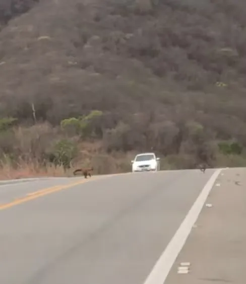  Foto: Adriano Vidal/Reprodução