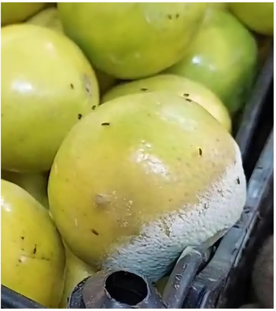 Foto: Divulgação/Procon