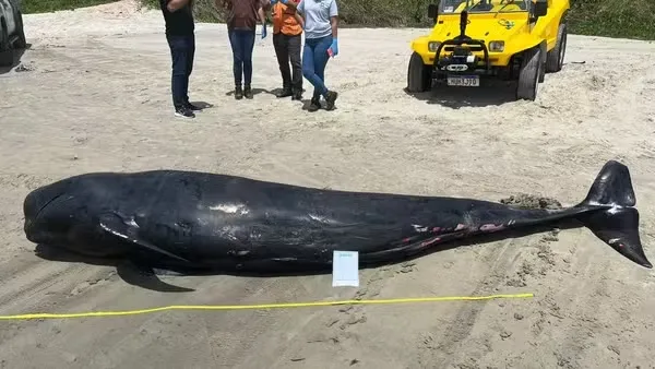 Foto: Aquasis/Reprodução