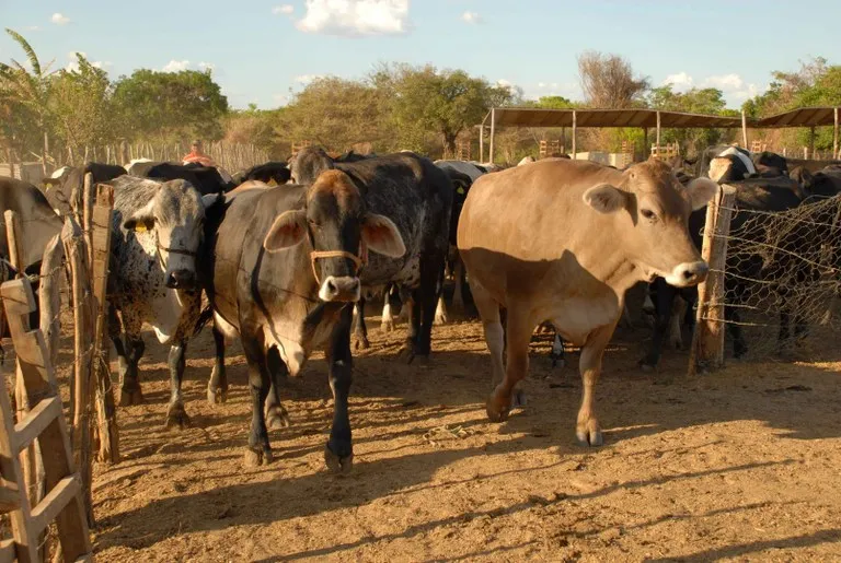Adagri convoca criadores de Santa Quitéria para atualização cadastral dos rebanhos; menos de 10% declararam